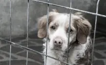 ¿Fuiste testigo de maltrato animal? Así puedes denunciarlo en el Edomex