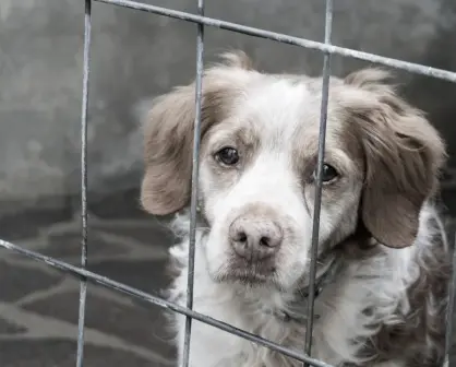 ¿Fuiste testigo de maltrato animal? Así puedes denunciarlo en el Edomex