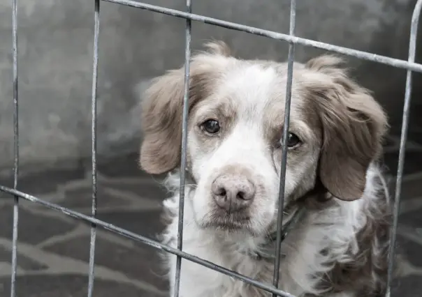 ¿Fuiste testigo de maltrato animal? Así puedes denunciarlo en el Edomex