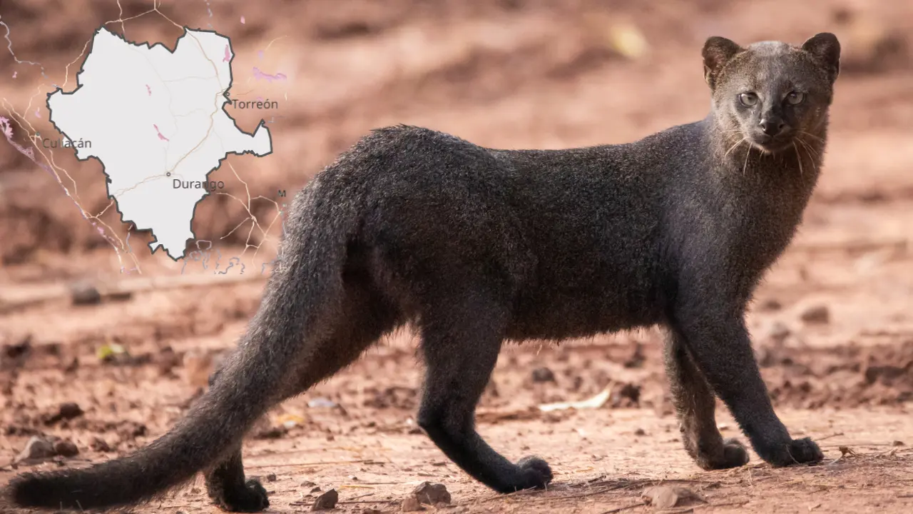 Este pequeño felino es confundido con un puma, pero aunque son parientes, tienen grandes diferencias. Foto: Conabio.
