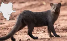 El animal nativo de Durango que algunos confunden con un puma pequeño