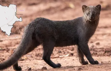 El animal nativo de Durango que algunos confunden con un puma pequeño