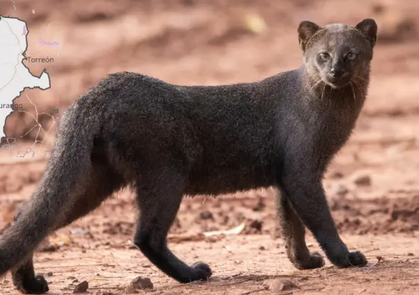 El animal nativo de Durango que algunos confunden con un puma pequeño