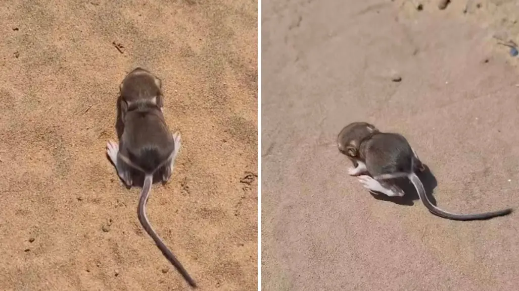 ¿Es esta la rata canguro de San Quintín? Captan a cría en Baja California