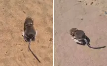¿Es esta la rata canguro de San Quintín? Captan a cría en Baja California