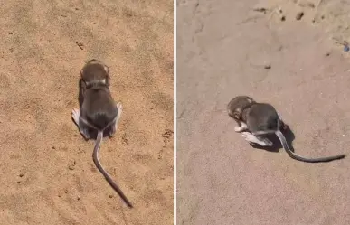 ¿Es esta la rata canguro de San Quintín? Captan a cría en Baja California