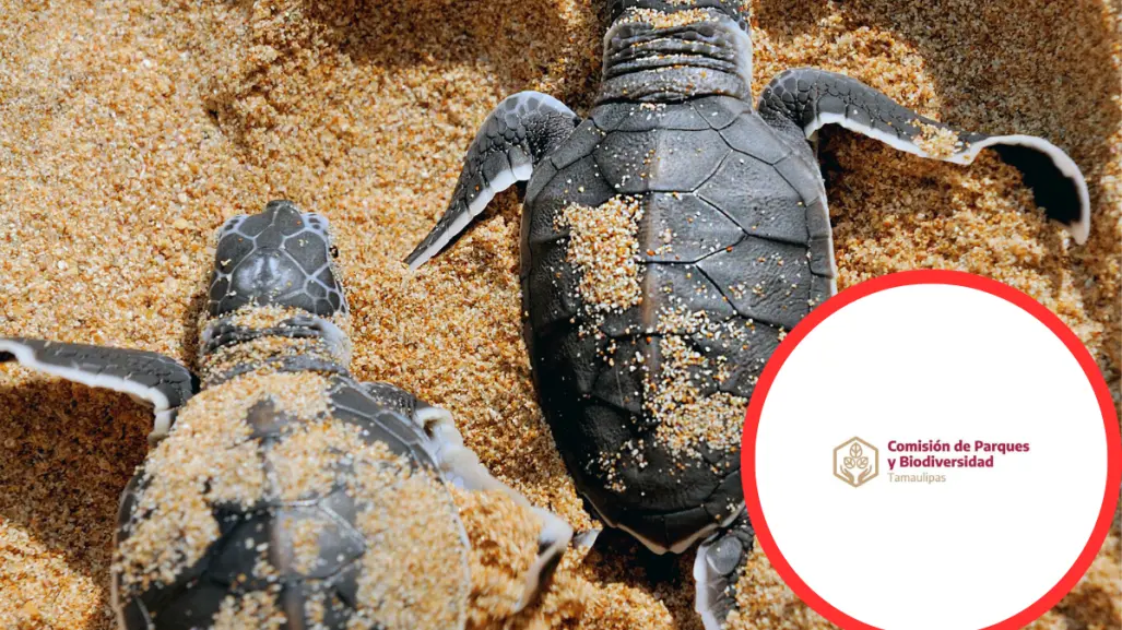 ¿En qué lugar de Tamaulipas puedes ver la liberación de la tortuga Lora?