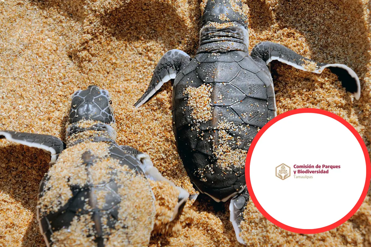 La comisión de parques y biodiversidad de Tamaulipas invitan a los ciudadanos a presenciar la liberación de la tortuga Lora en la playa La Pesca en Soto La MarinaFREEPIK