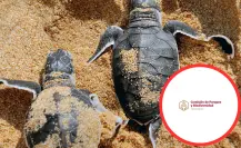 ¿En qué lugar de Tamaulipas puedes ver la liberación de la tortuga Lora?