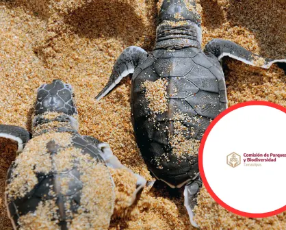 ¿En qué lugar de Tamaulipas puedes ver la liberación de la tortuga Lora?