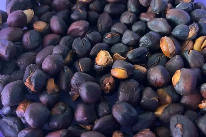 Se da en una vaina, la puedes consumir cocida o tostada | Foto: Daniel Espinoza