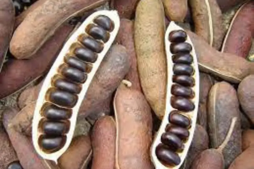 Tiene muchos beneficios para la salud | Foto: iNaturalist