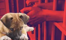 Dan prisión preventiva al acusado de agredir a un perro al sur de Mérida
