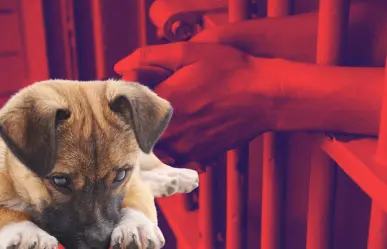 Dan prisión preventiva al acusado de agredir a un perro al sur de Mérida