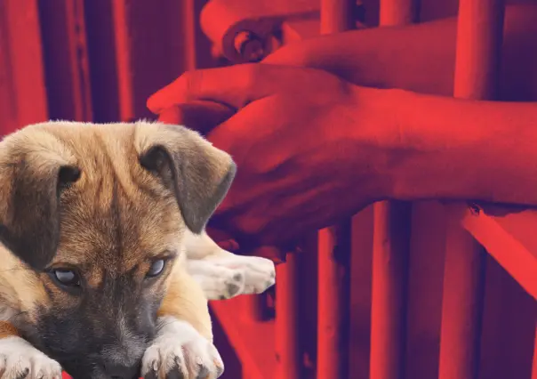 Dan prisión preventiva al acusado de agredir a un perro al sur de Mérida