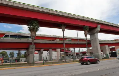 ¿Palmeras en Saltillo? No son la mejor opción para áreas verdes, advierte especialista ambiental