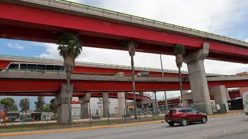 ¿Palmeras en Saltillo? No son la mejor opción para áreas verdes, advierte especialista ambiental