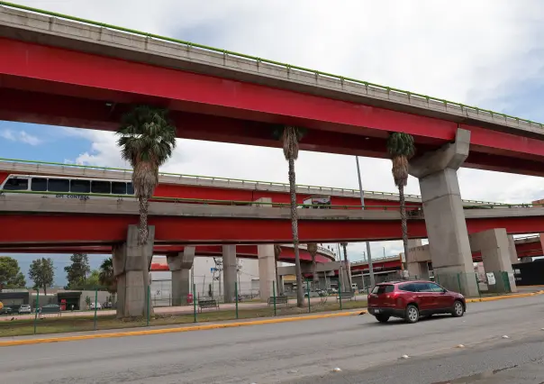 ¿Palmeras en Saltillo? No son la mejor opción para áreas verdes, advierte especialista ambiental