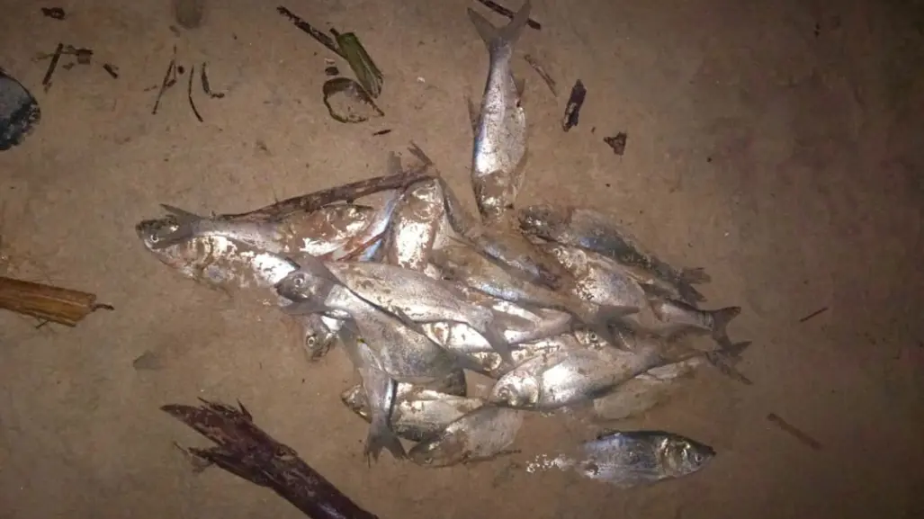 Fenómeno marino impacta la costa de Ciudad Madero