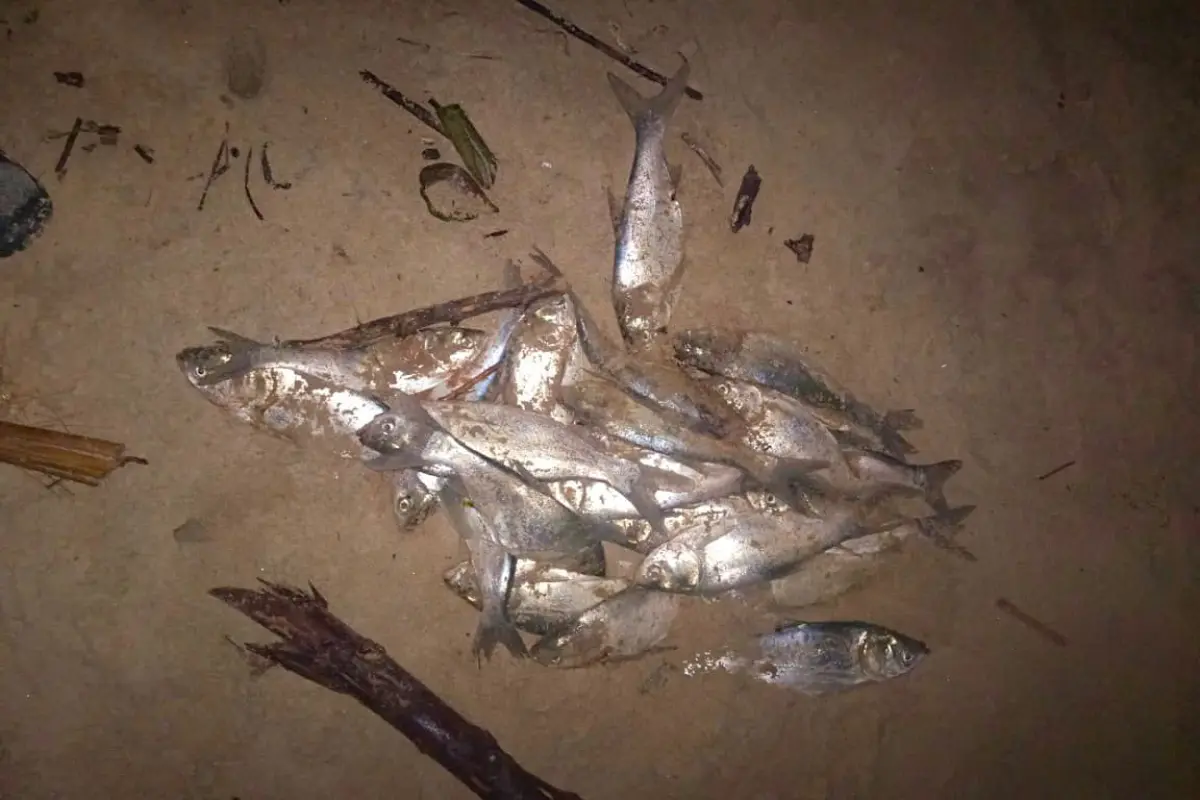 En los últimos días, cientos de peces muertos han aparecido en playa Miramar en Ciudad Madero. Foto: Axel Hassel