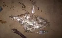 Fenómeno marino impacta la costa de Ciudad Madero
