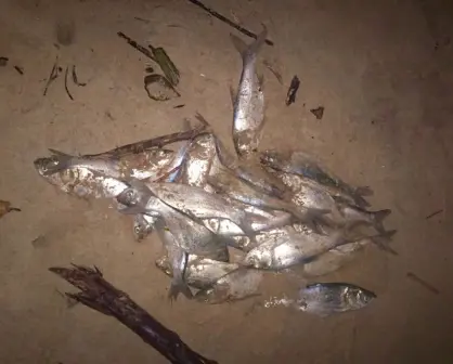 Fenómeno marino impacta la costa de Ciudad Madero
