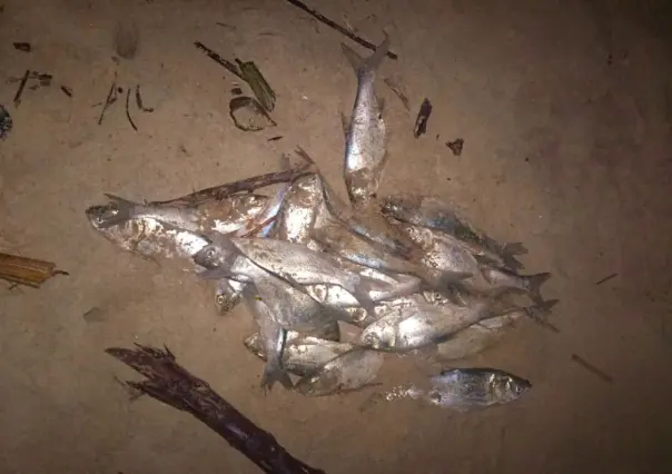 Fenómeno marino impacta la costa de Ciudad Madero