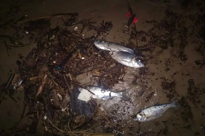 Peces muertos, palizada y desechos han llegado a playa Miramar. Foto: Axel Hassel