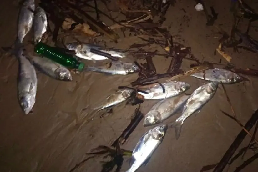Las autoridades aún no determinan la muerte de los peces se debe a la palizada y desechos que arrastra el río Pánuco tras las recientes lluvias. Foto: Axel Hassel