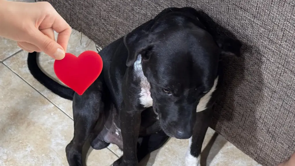 Mujer rescata a perro abandonado con tumores en Mérida y pide ayuda para pagar su tratamiento
