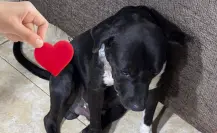 Mujer rescata a perro abandonado con tumores en Mérida y pide ayuda para pagar su tratamiento