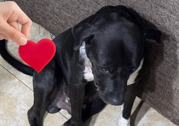 Mujer rescata a perro abandonado con tumores en Mérida y pide ayuda para pagar su tratamiento
