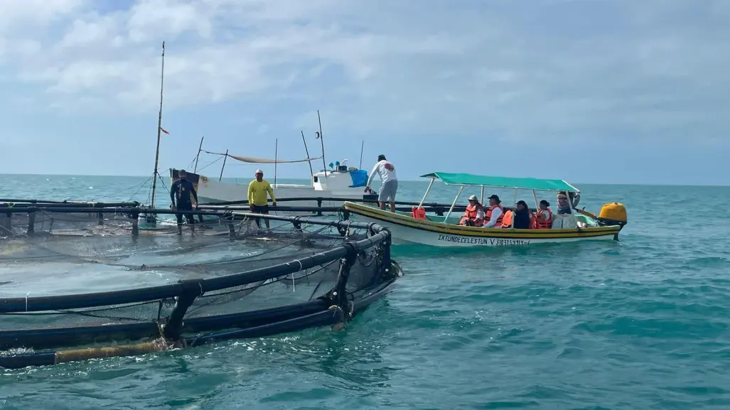 Pescadores de Celestún buscan exportar pescado vivo a Estados Unidos