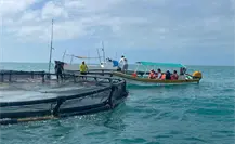 Pescadores de Celestún buscan exportar pescado vivo a Estados Unidos