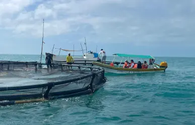 Pescadores de Celestún buscan exportar pescado vivo a Estados Unidos