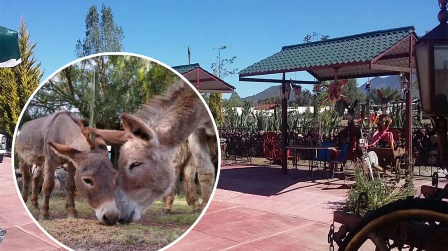 La Feria del Burro en Otumba es una tradición que celebra la historia y cultura local. Imagen: GEM
