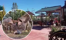 Escápate a este cautivador pueblo mágico del Edomex con el primer santuario de burros en América