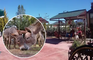 Escápate a este cautivador pueblo mágico del Edomex con el primer santuario de burros en América