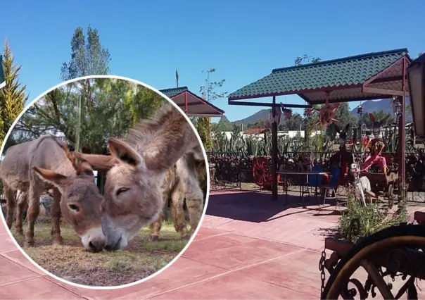 Escápate a este cautivador pueblo mágico del Edomex con el primer santuario de burros en América