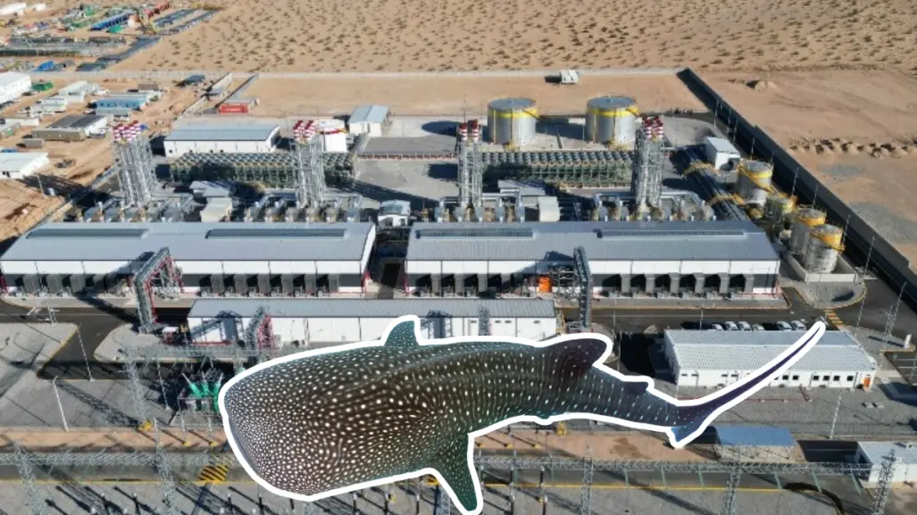 Proyecto de CFE en Los Cabos amenaza a ballenas del Golfo de California: ONG