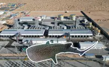 Proyecto de CFE en Los Cabos amenaza a ballenas del Golfo de California: ONG