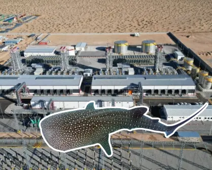 Proyecto de CFE en Los Cabos amenaza a ballenas del Golfo de California: ONG