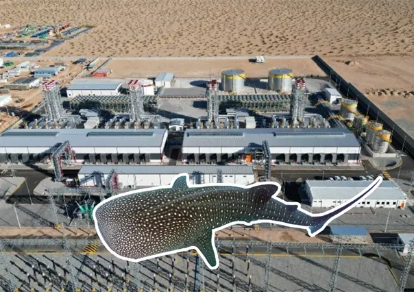 Proyecto de CFE en Los Cabos amenaza a ballenas del Golfo de California: ONG