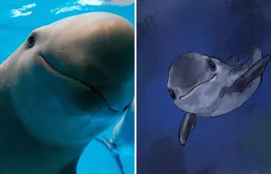 El cetáceo más amenazado del planeta habita en Baja California y casi nadie lo ha visto libre