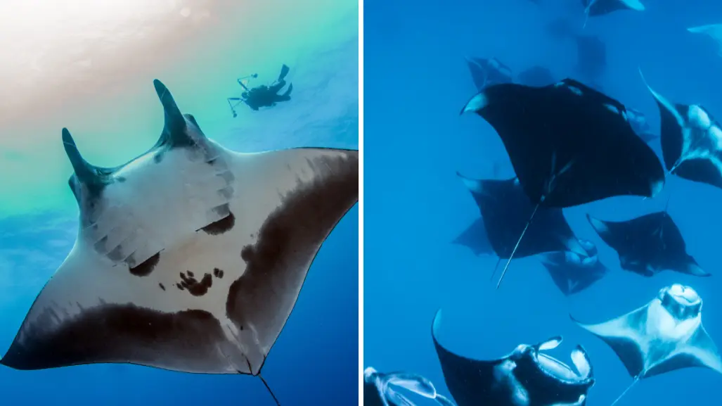 La mantarraya gigante que habita en BCS y muchos confunden con un tiburón