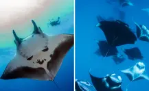 La mantarraya gigante que habita en BCS y muchos confunden con un tiburón