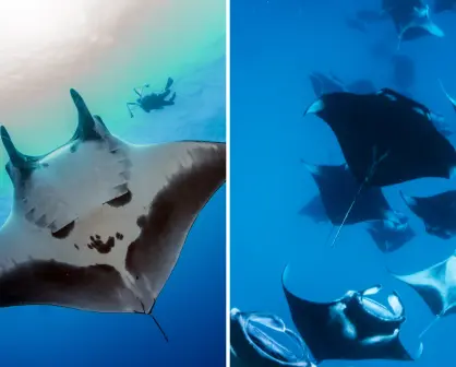 La mantarraya gigante que habita en BCS y muchos confunden con un tiburón