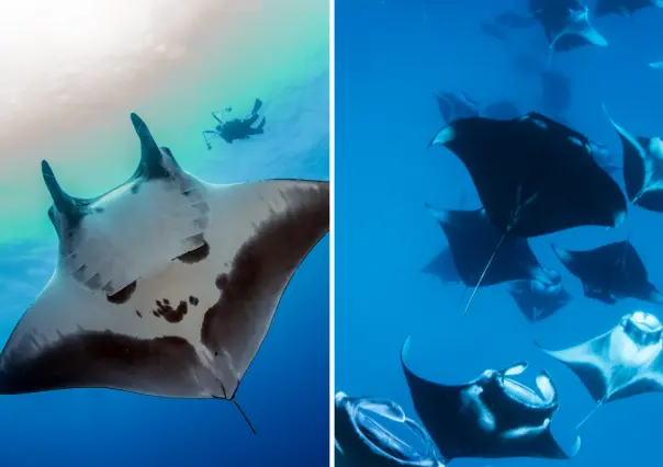 La mantarraya gigante que habita en BCS y muchos confunden con un tiburón