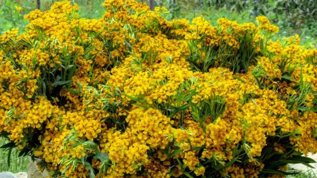 Plantas nativas de Coahuila, yerbanís ¿por qué su infusión es curativa?