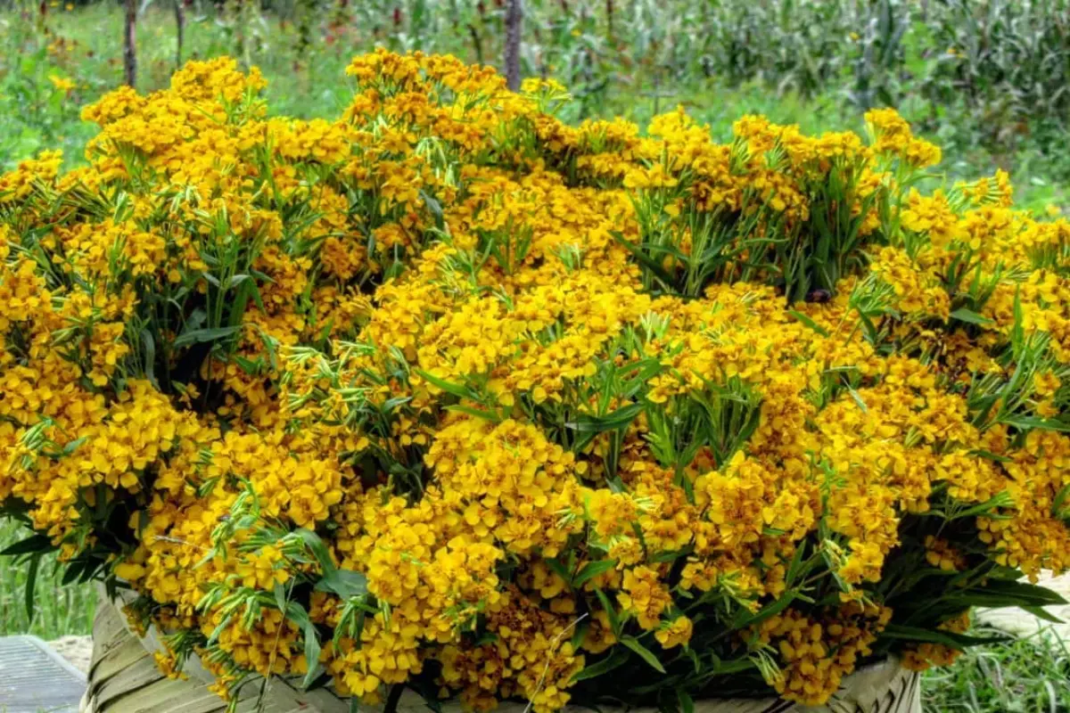 El yerbanís es una de las plantas más utilizadas en la medicina tradicional mexicana. /Foto: FB Wikorachi